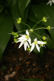 Allium ursinum RCP5-10 059.jpg